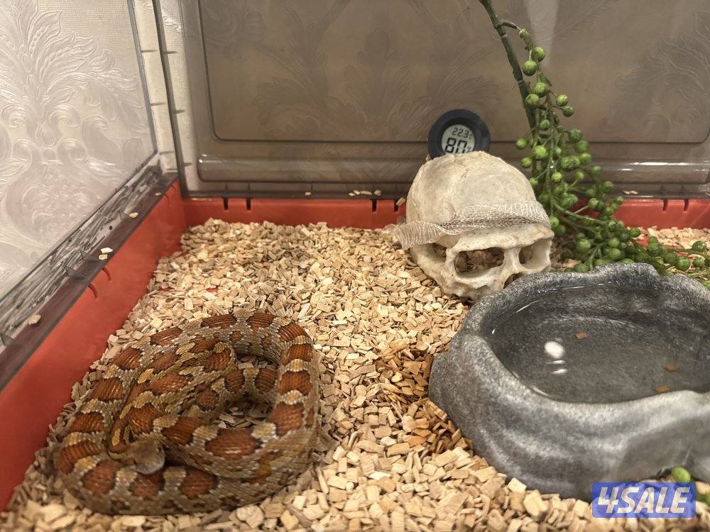 كورن سنيك | corn snake0