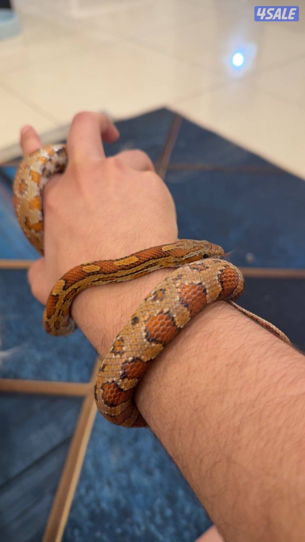 كورن سنيك | corn snake1