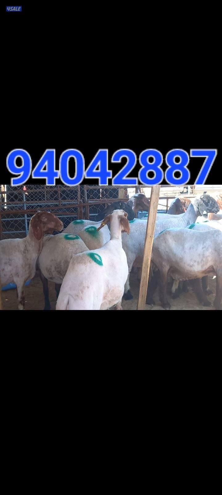 حلاق الغنم0