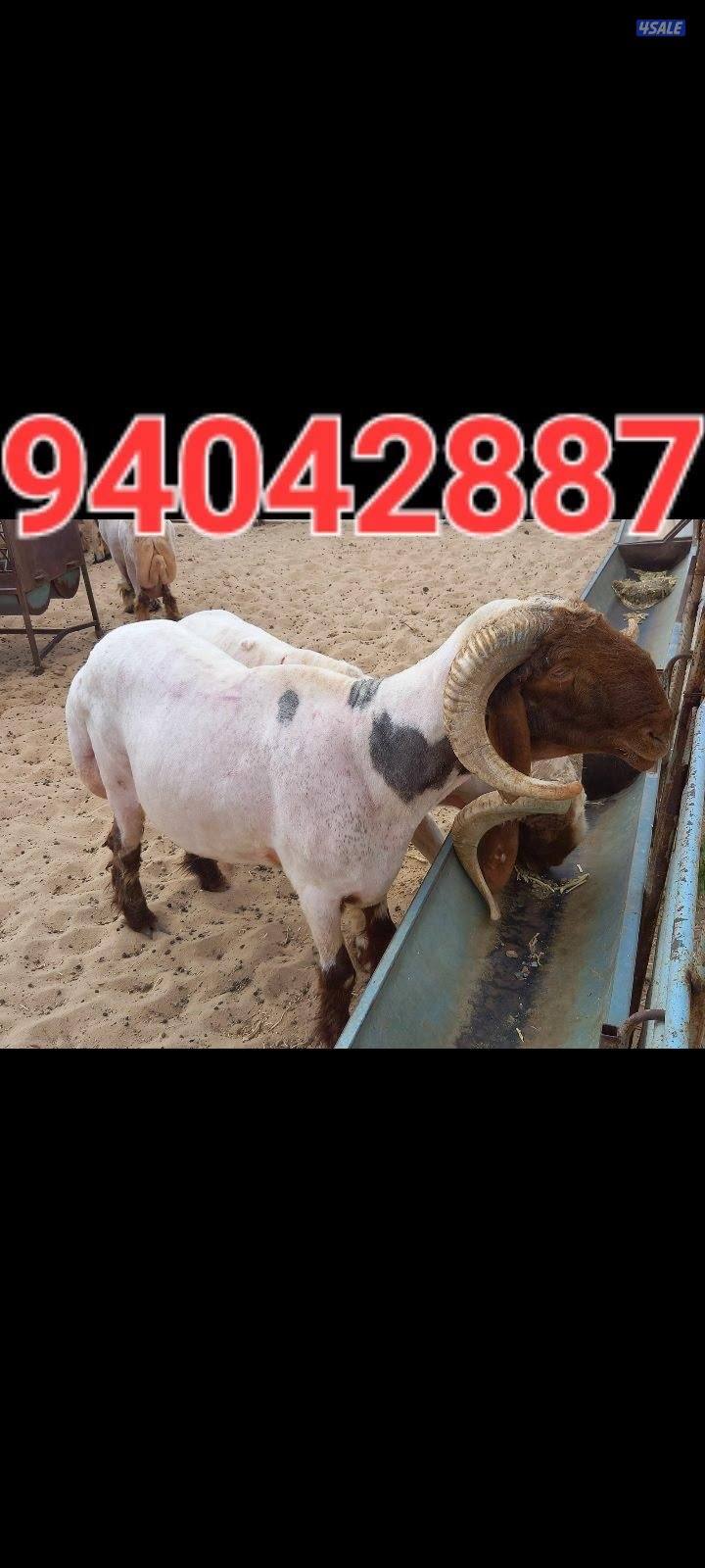 حلاق الغنم2