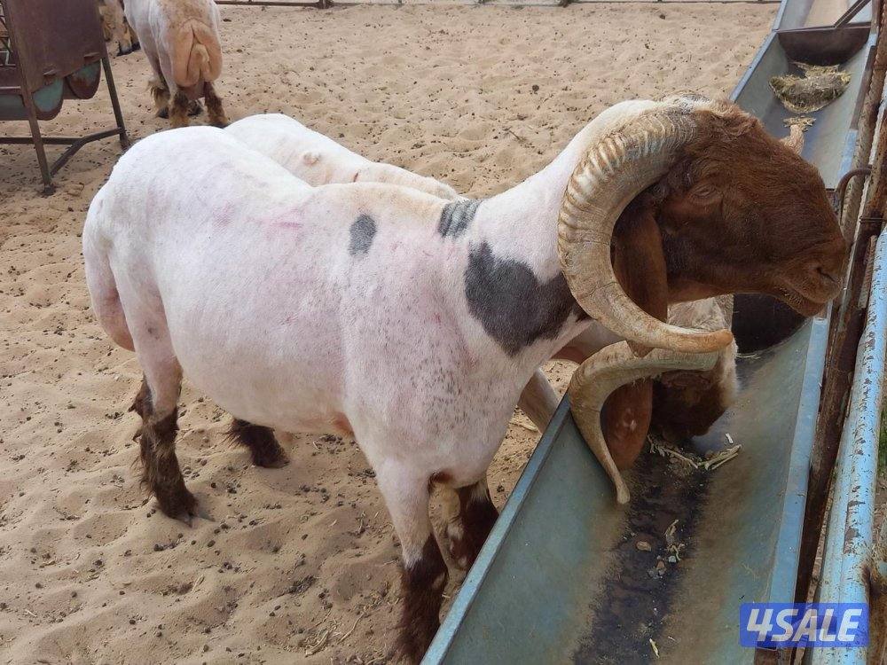 حلاق الغنم3