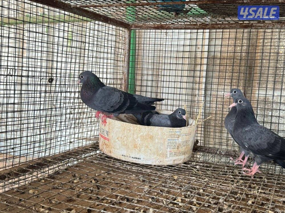 وقواق صنعاوي0