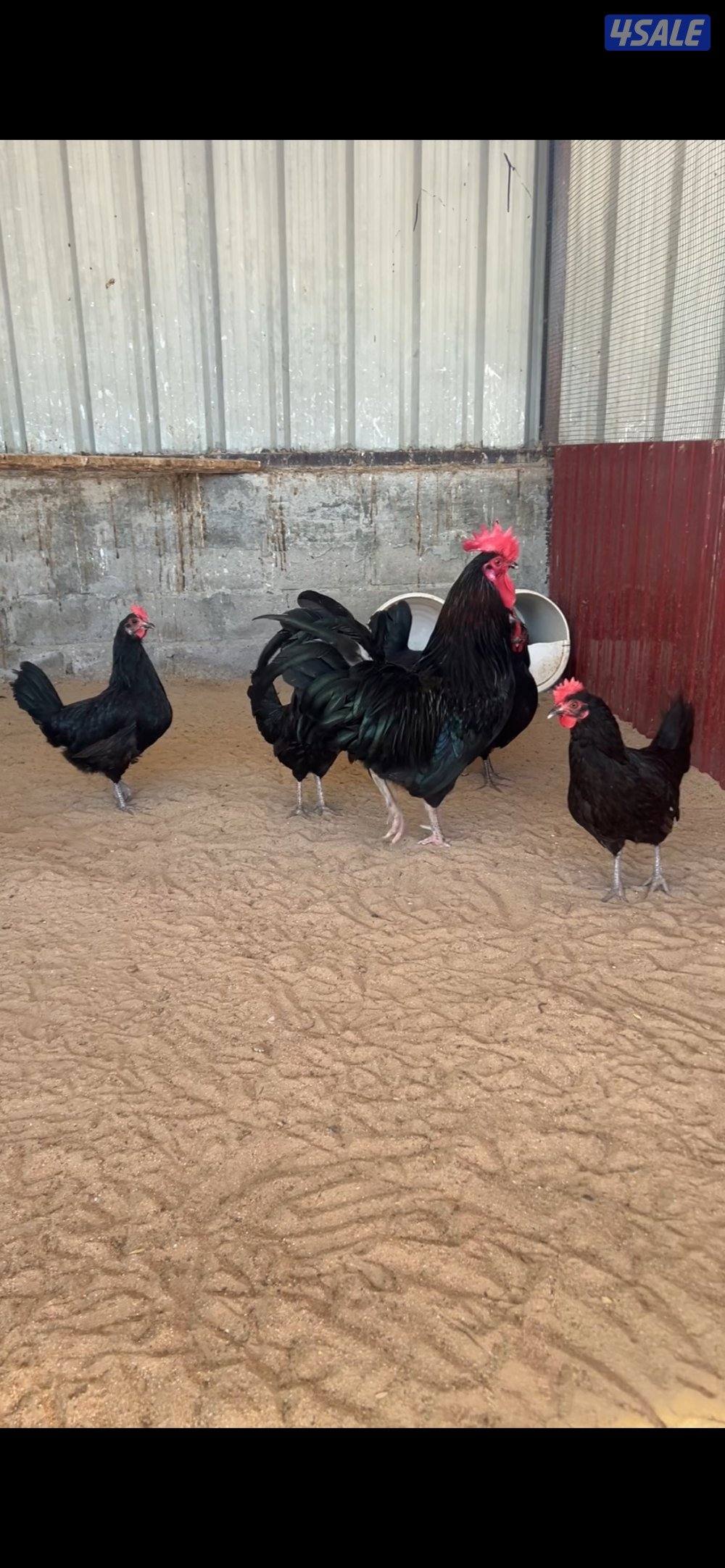 للبيع مجاميع اندونيسي0