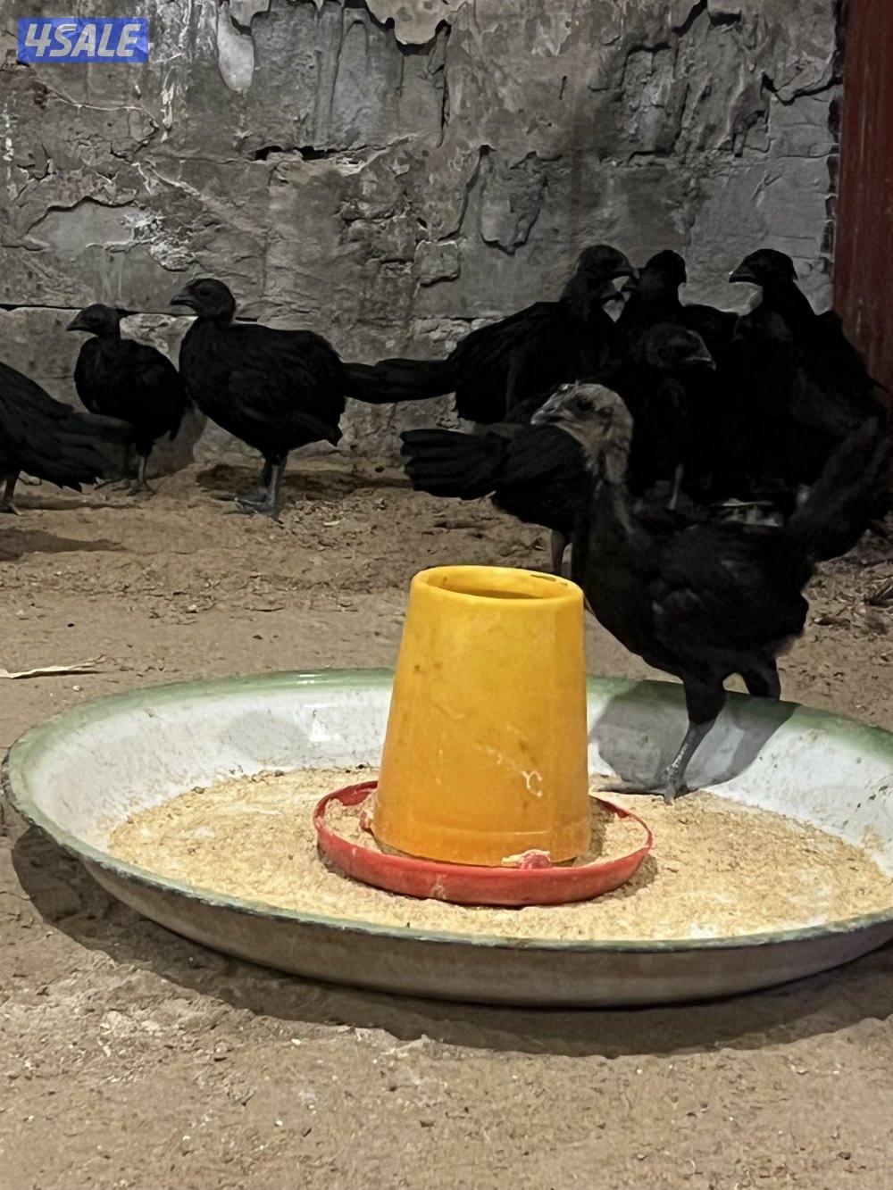 للبيع مجاميع اندونيسي2