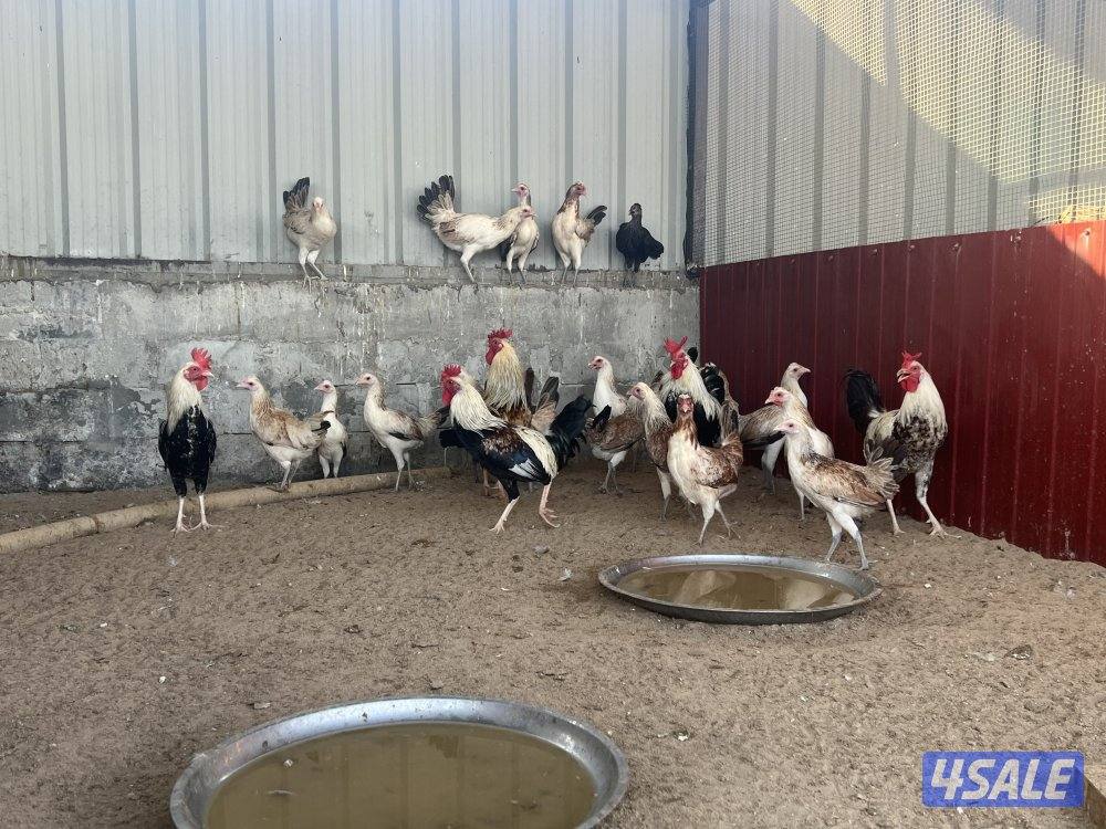 للبيع مجاميع اندونيسي1