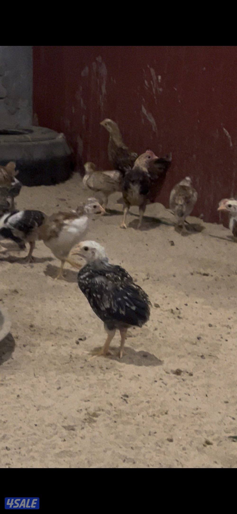 للبيع مجاميع اندونيسي4