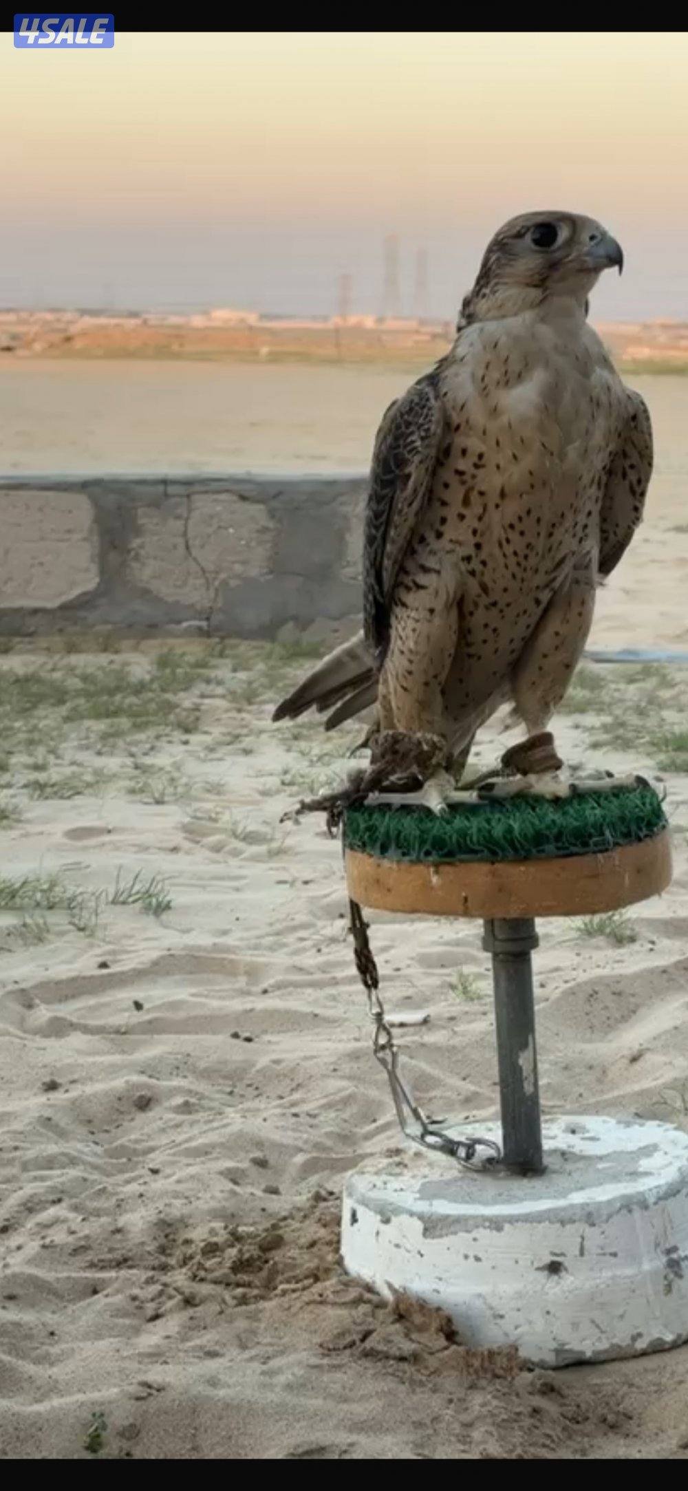 للبيع تبع جير0