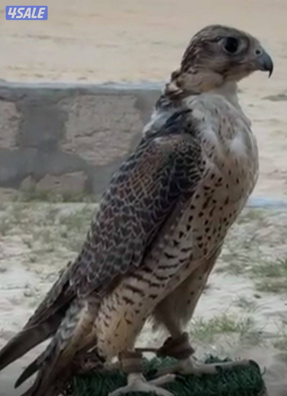 للبيع تبع جير2