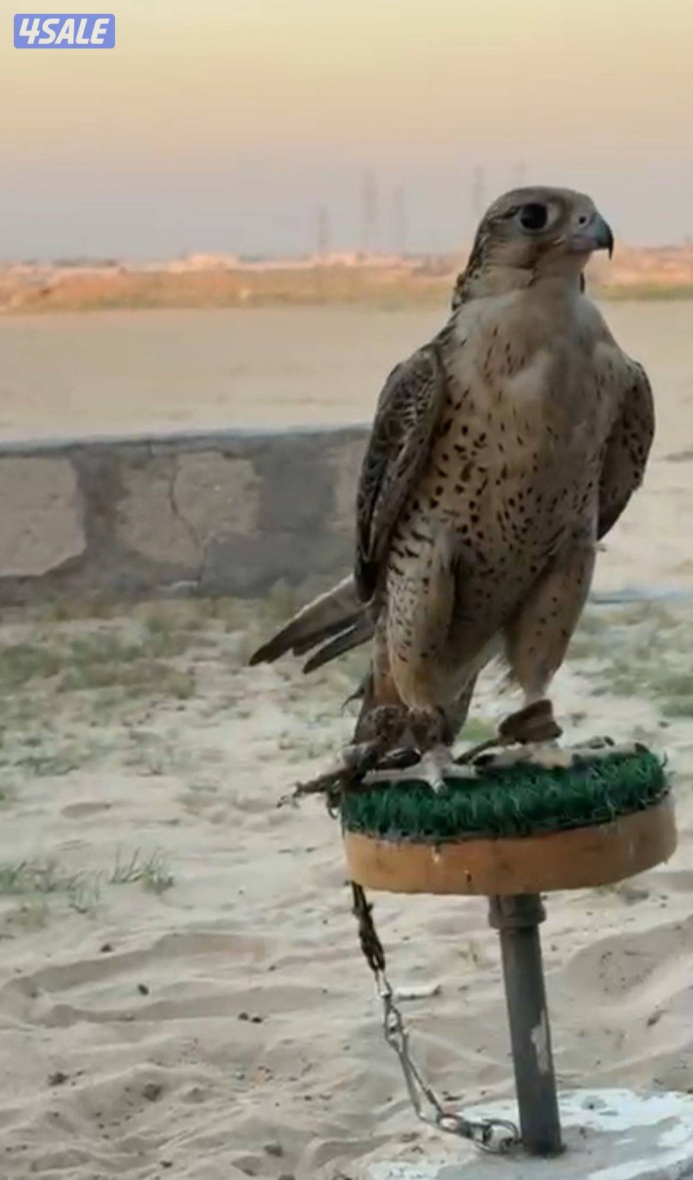 للبيع تبع جير4