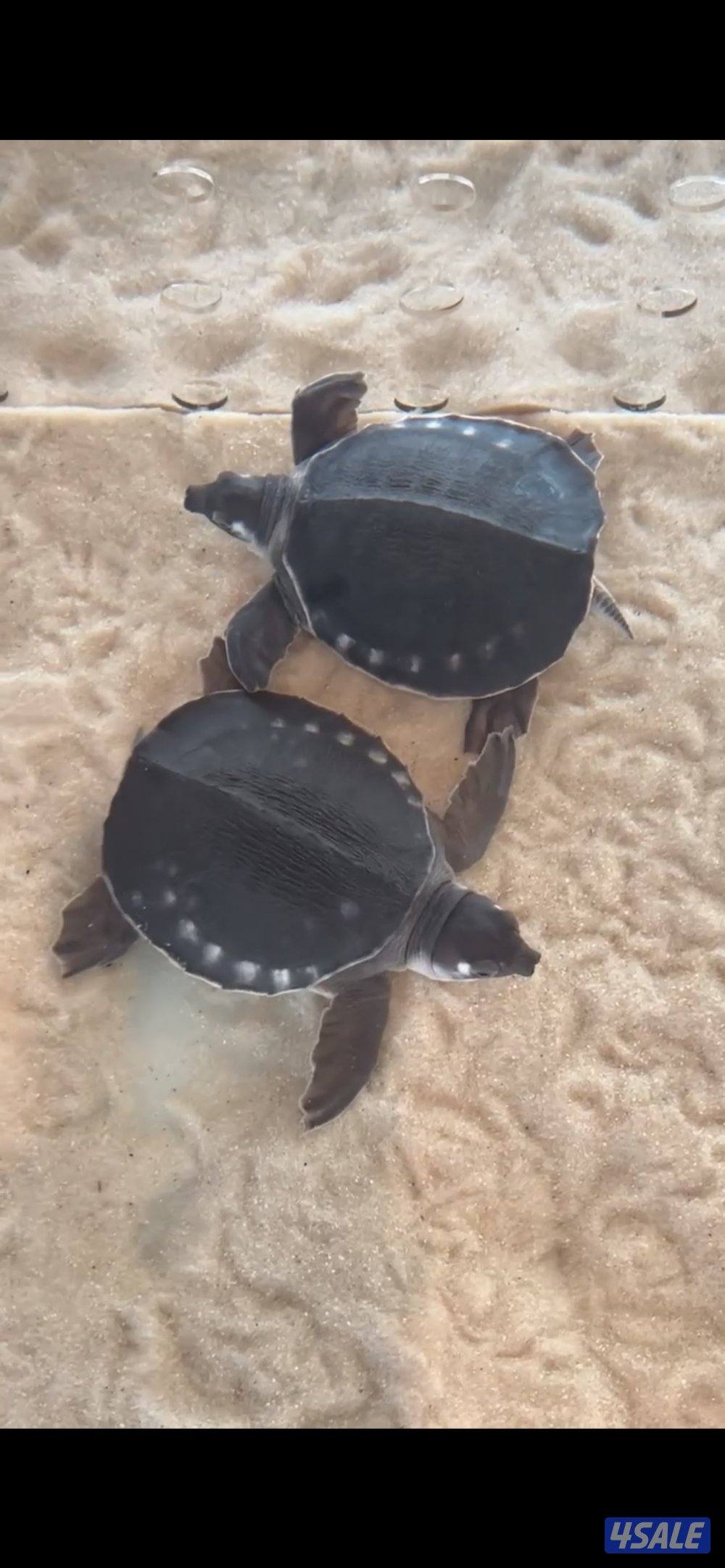 سلحفاه pig nosed0