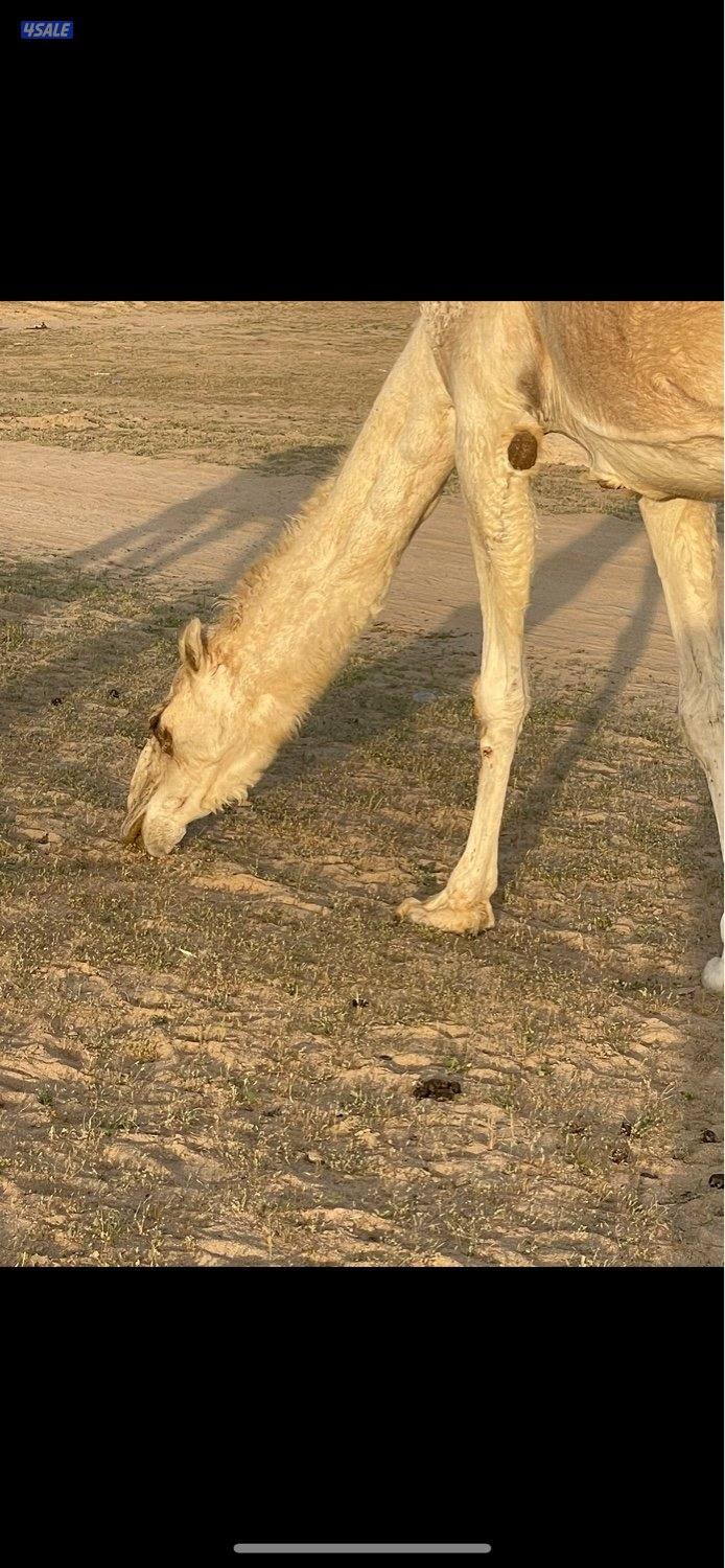 13 ذود للبيع وضح 7 بكارصفر فوق البداوه0