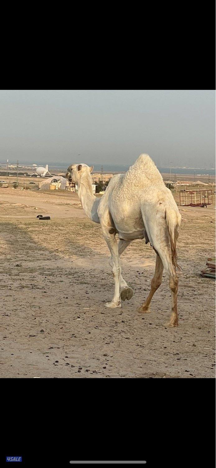 13 ذود للبيع وضح 7 بكارصفر فوق البداوه1