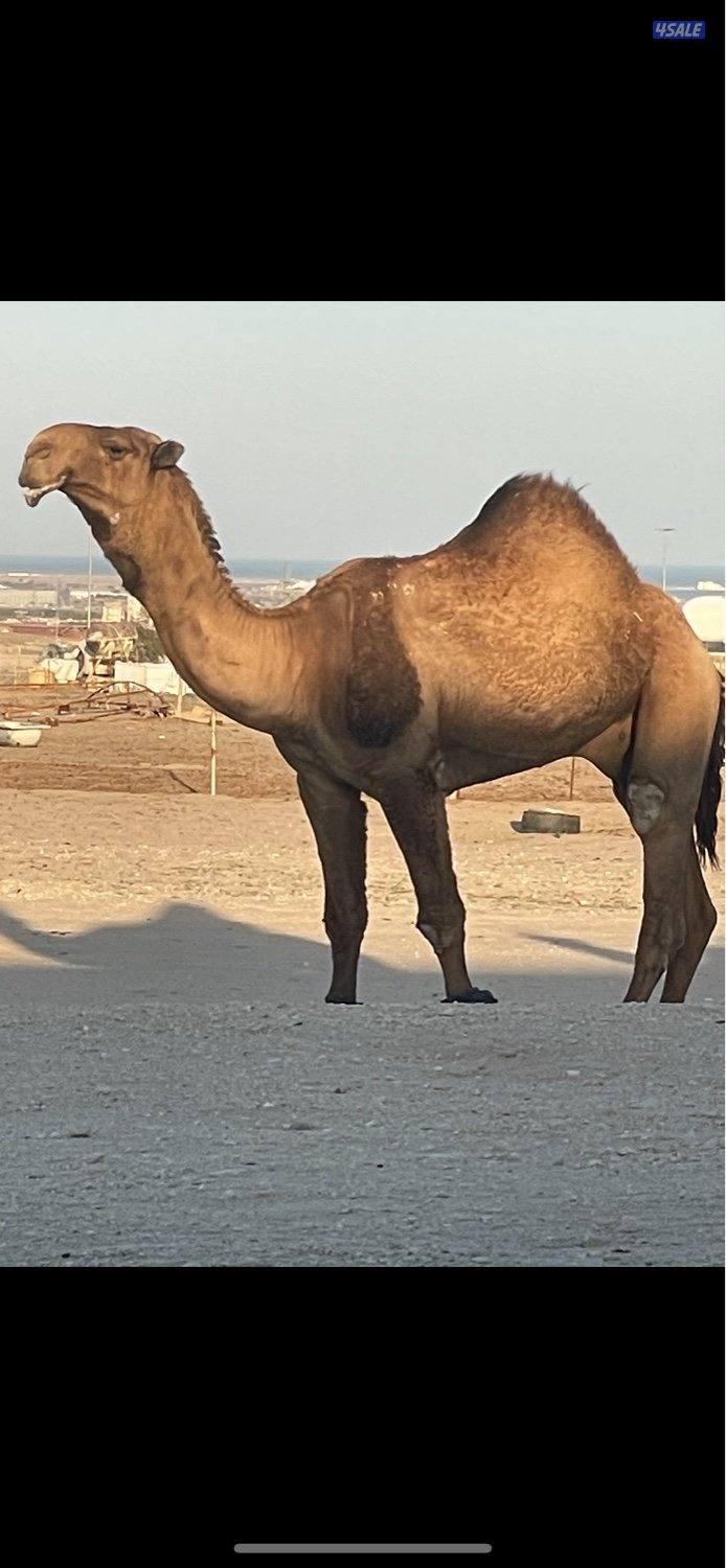 13 ذود للبيع وضح 7 بكارصفر فوق البداوه2