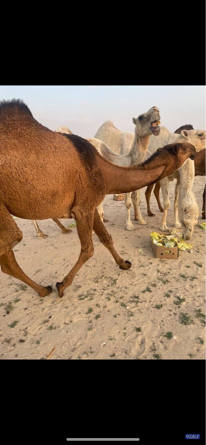 13 ذود للبيع وضح 7 بكارصفر فوق البداوه3