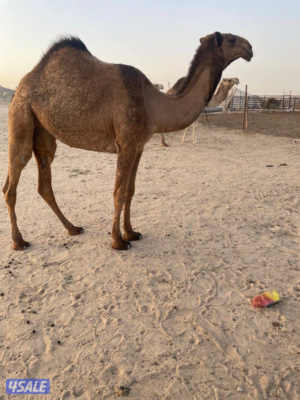 13 ذود للبيع وضح 7 بكارصفر فوق البداوه5