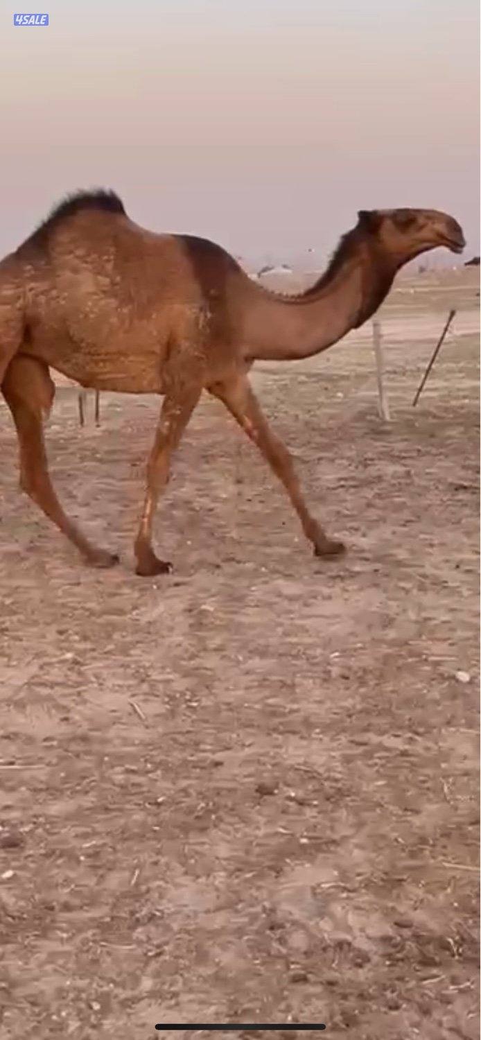 13 ذود للبيع وضح 7 بكارصفر فوق البداوه4