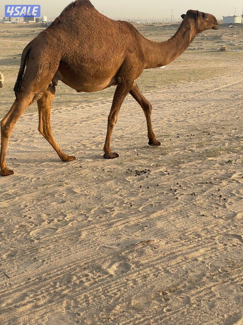 13 ذود للبيع وضح 7 بكارصفر فوق البداوه7