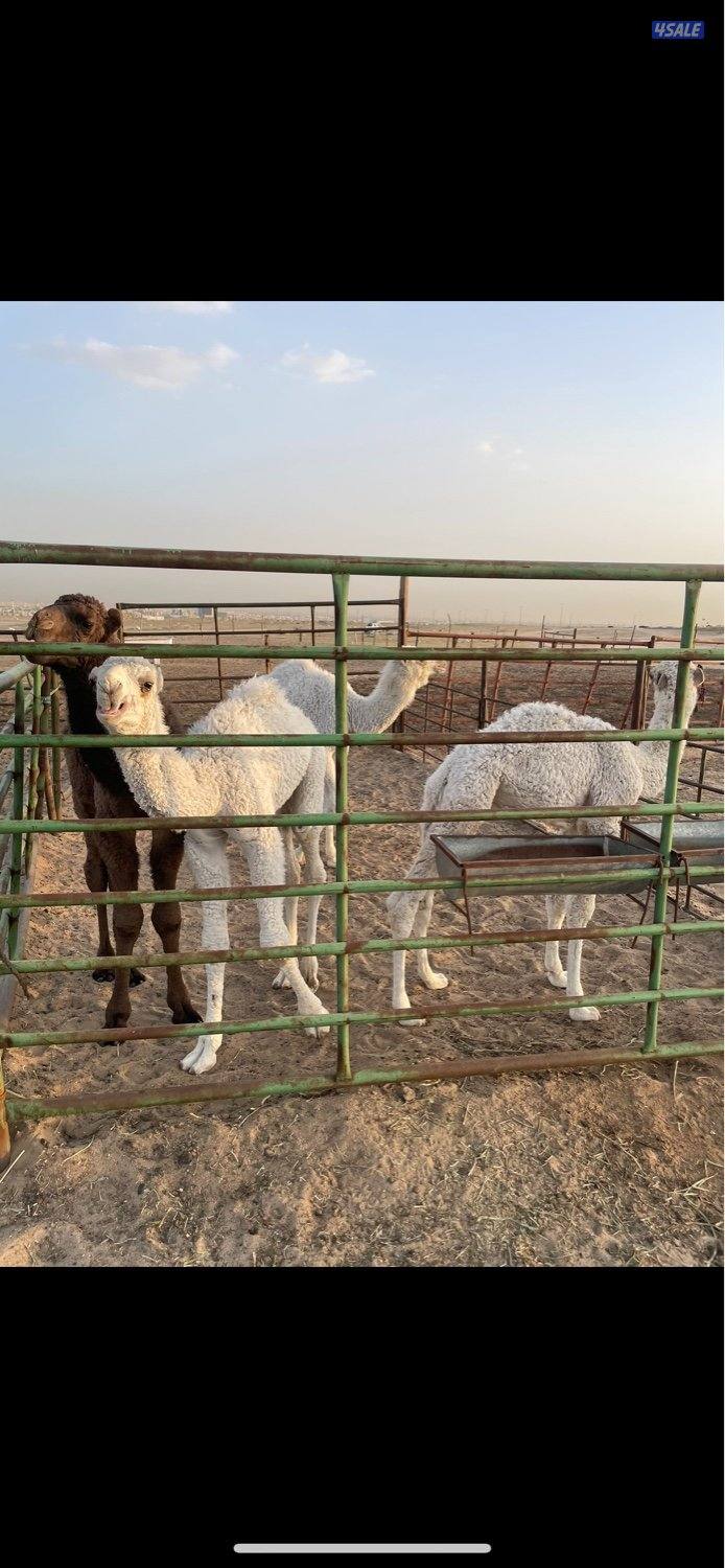 13 ذود للبيع وضح 7 بكارصفر فوق البداوه9