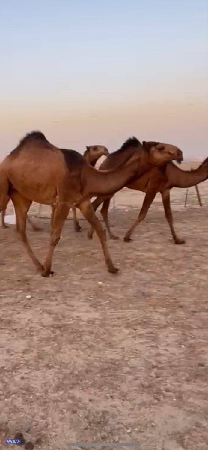 13 ذود للبيع وضح 7 بكارصفر فوق البداوه8