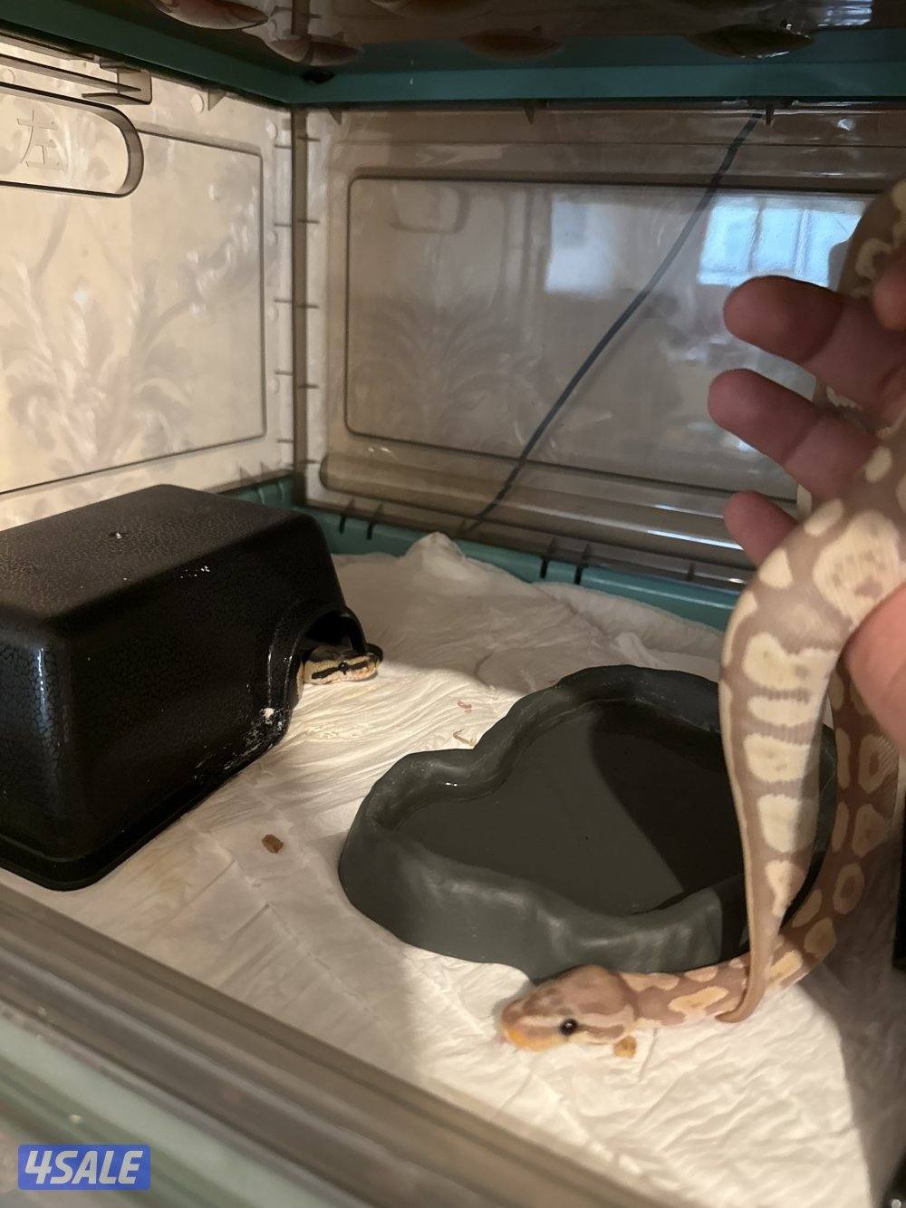 بول بايثون | Ball python0