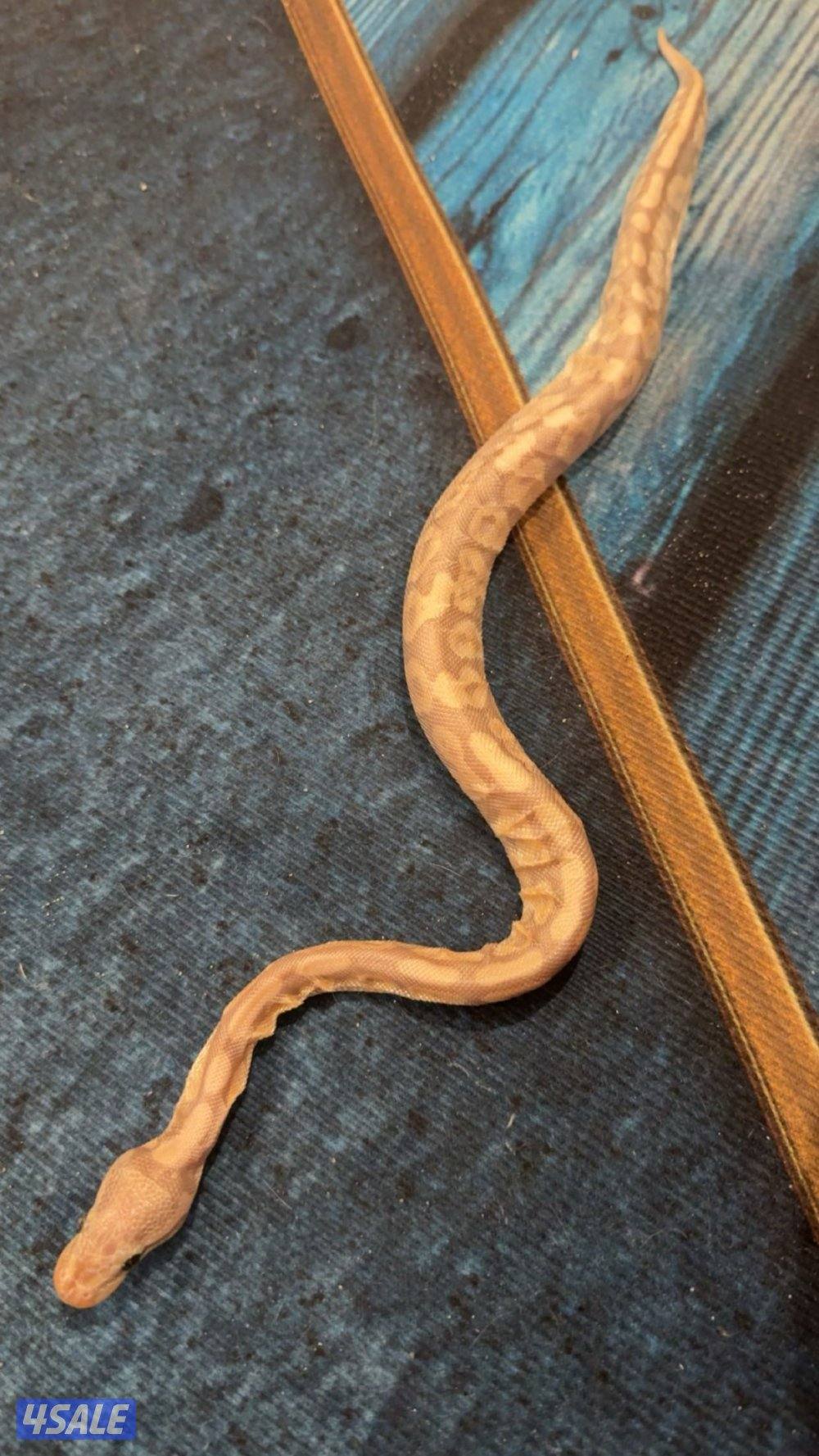 بول بايثون | Ball python1