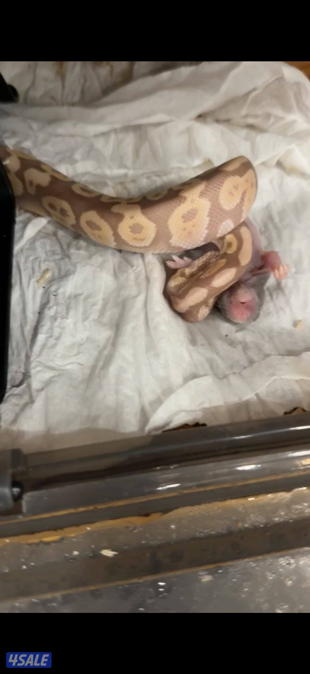 بول بايثون | Ball python2