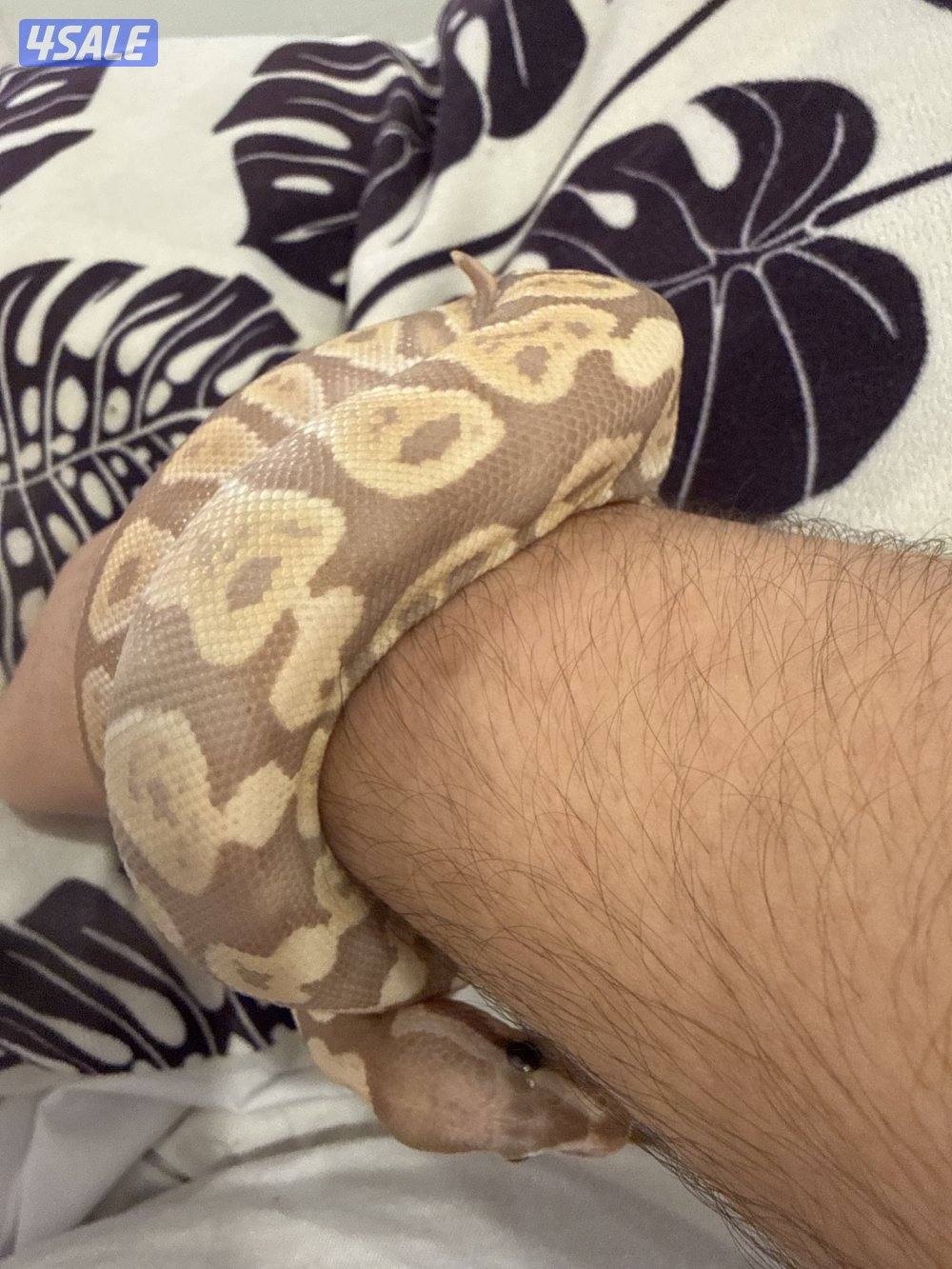 بول بايثون | Ball python3