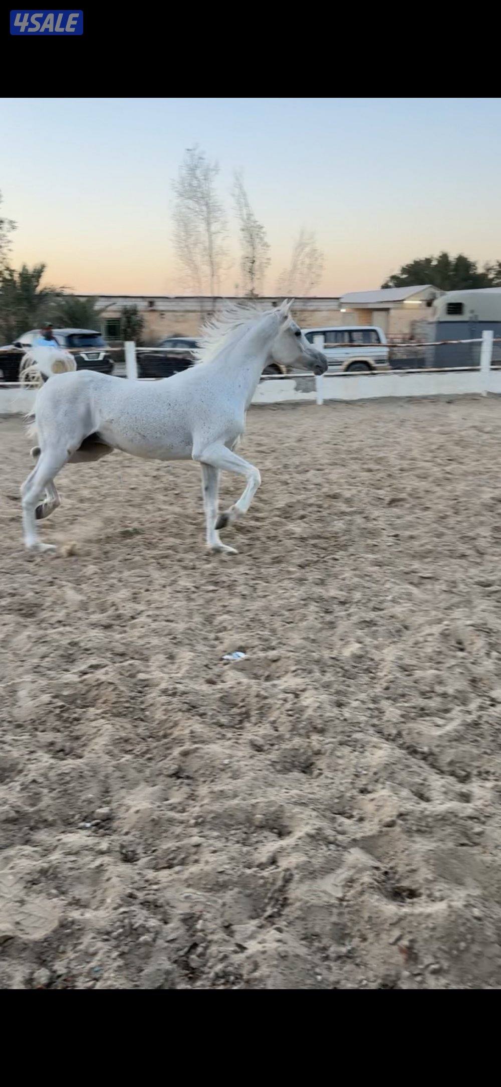 حصان مصري بيور0