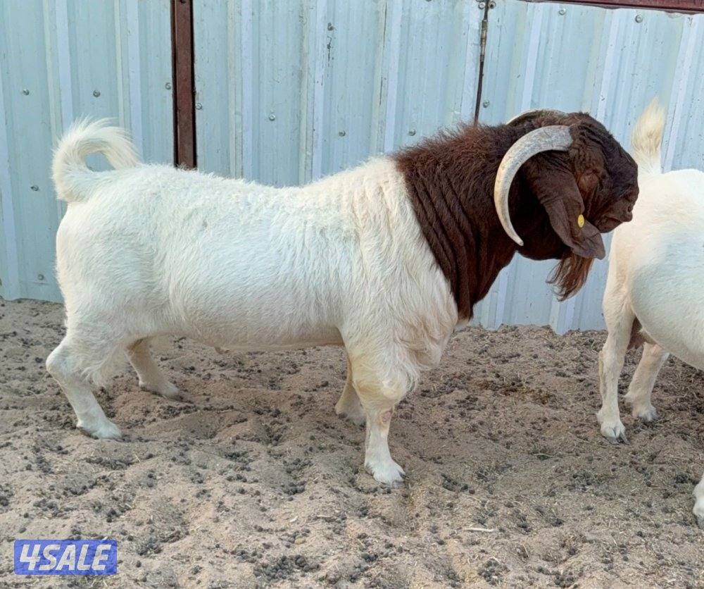 بيوجوت ماعز الاصلي جنوب افريقي0