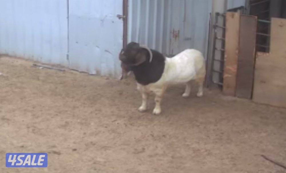 بيوجوت ماعز الاصلي جنوب افريقي2