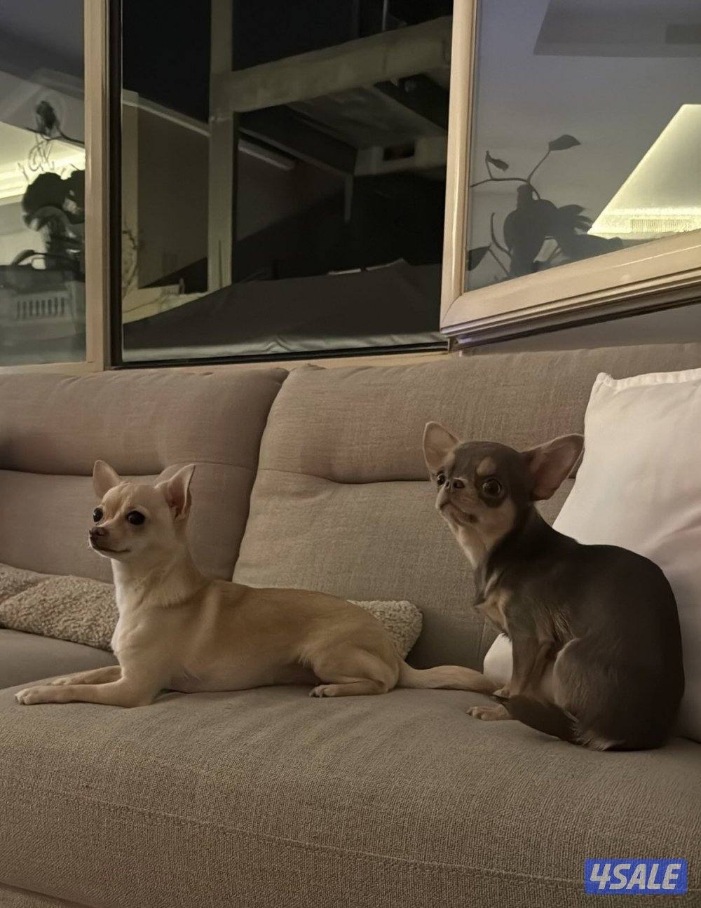 جيواوا چيواوا chihuahua0