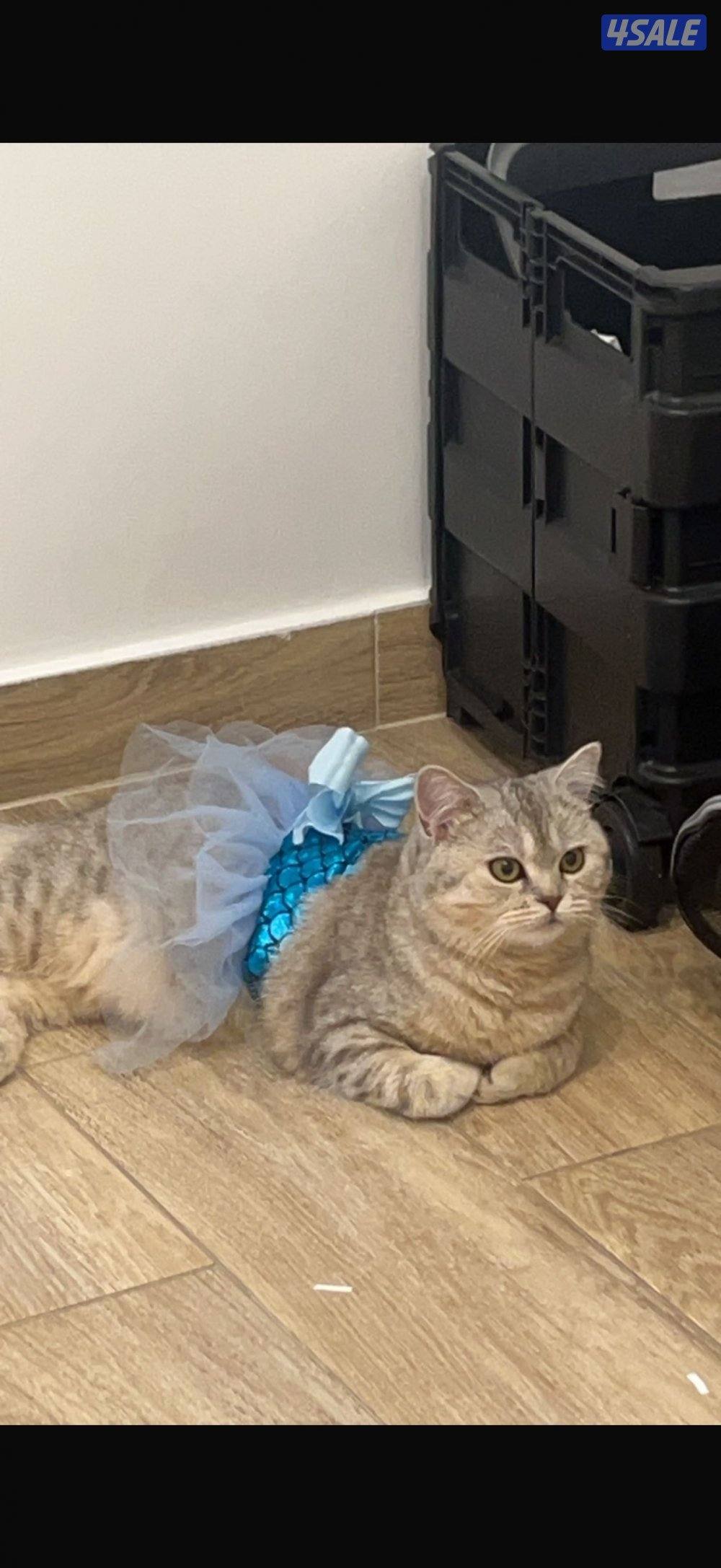 قطوه بيت للتبني مطعمه ،معقمه، نظيفه عمرها سنتين حليوه تواصل دايركت1