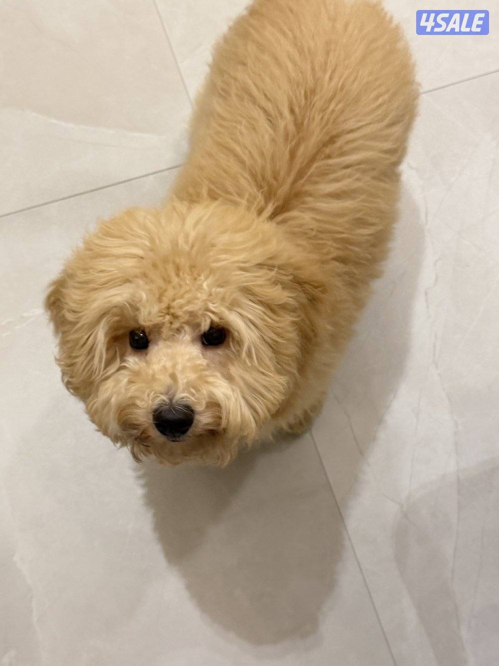 لابيع بودل العمر ٥ شهور0