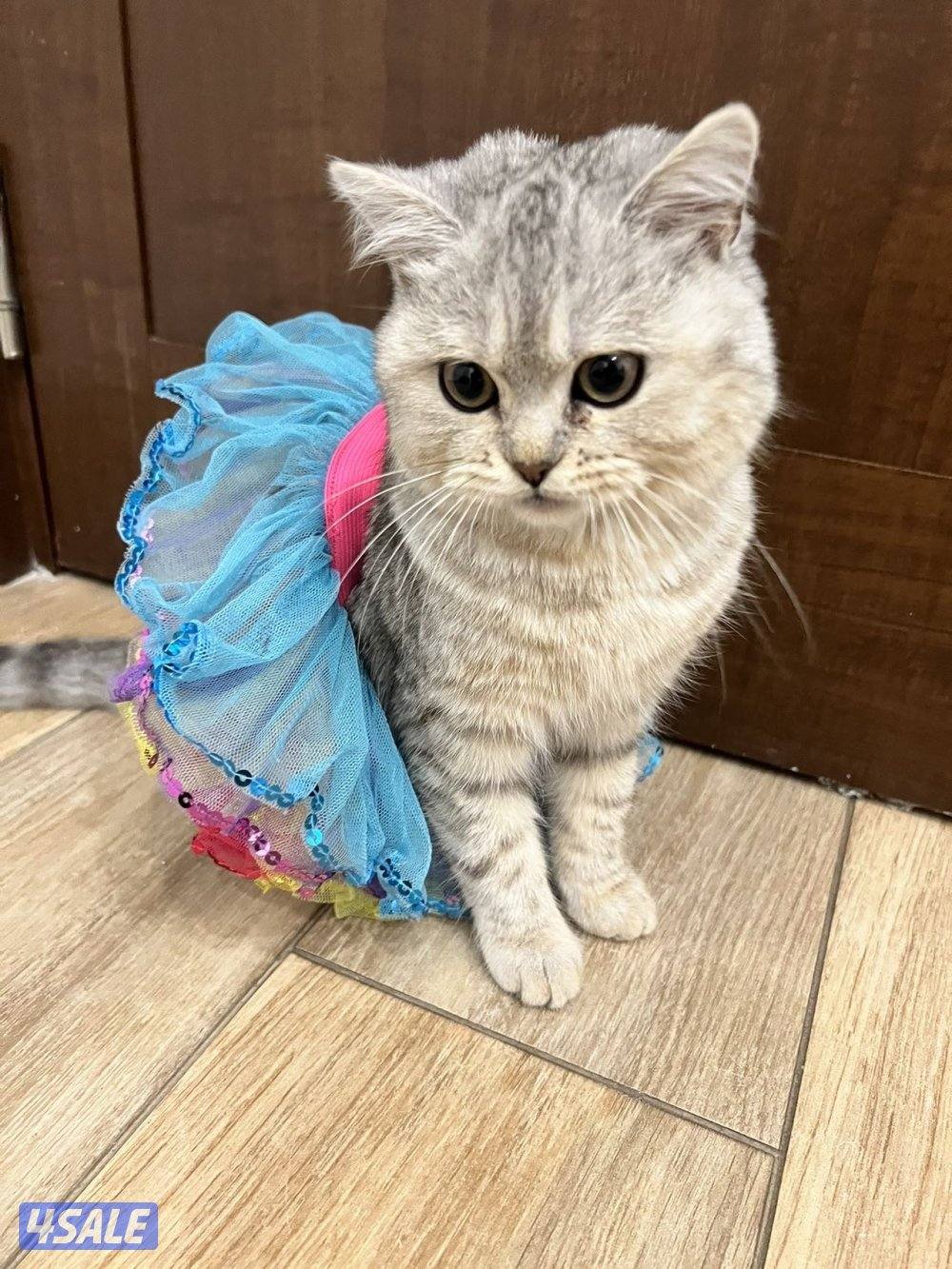 قطوه بيت للتبني مطعمه ،معقمه، نظيفه عمرها سنتين حليوه تواصل دايركت2