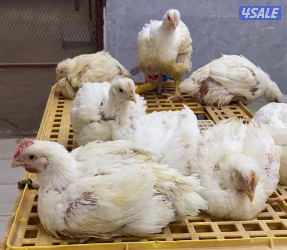 الوفرة قطعة ١ جاخور ١0