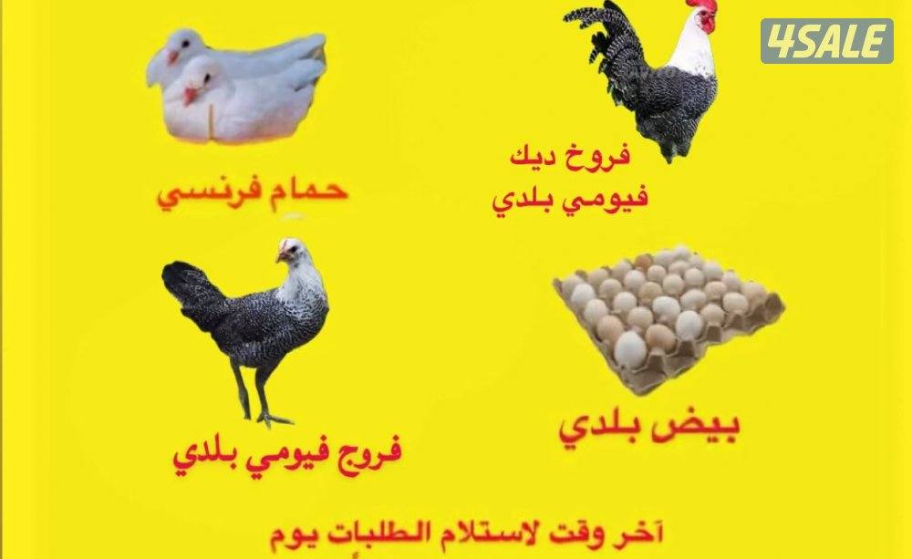 الوفرة قطعة ١ جاخور ١3