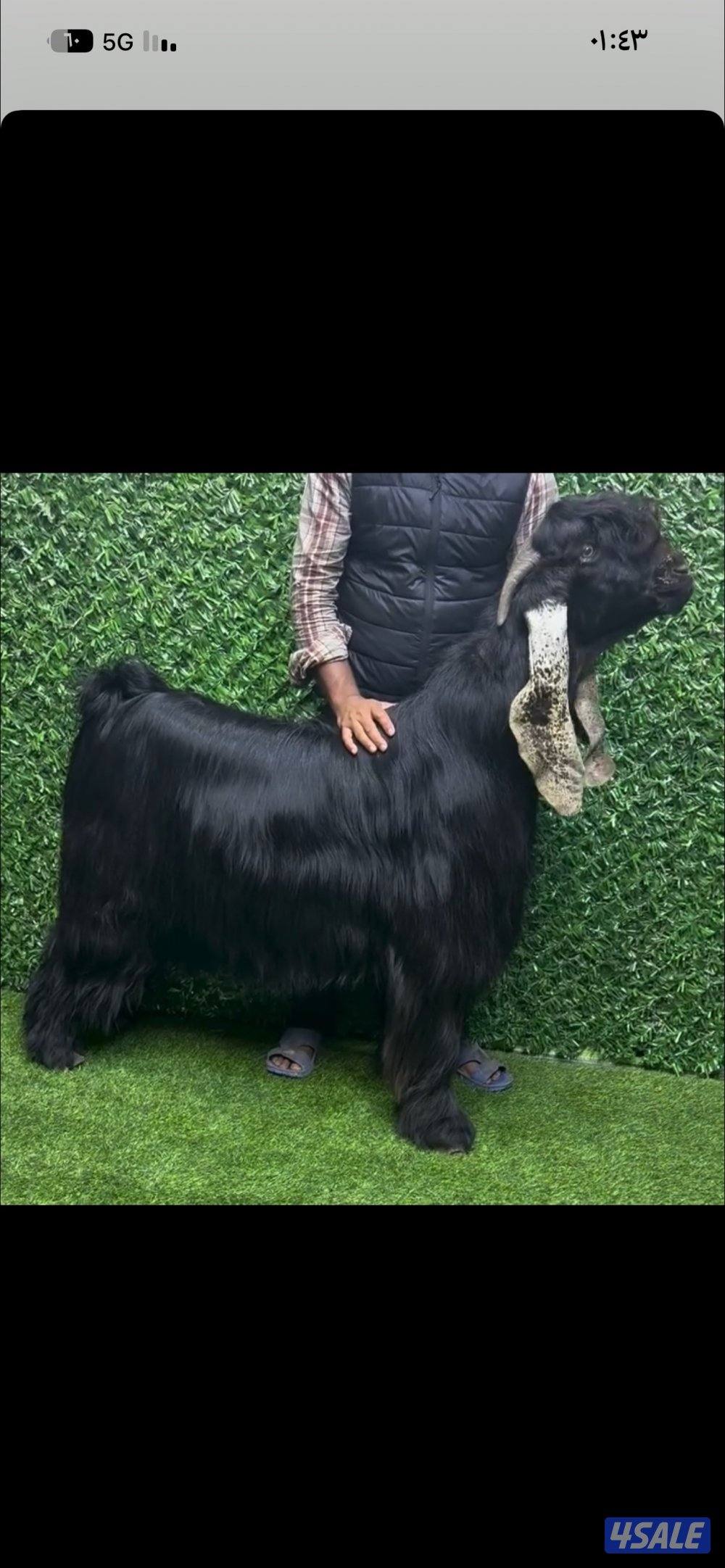 لبيع تايس موسس ومنتج فردية0