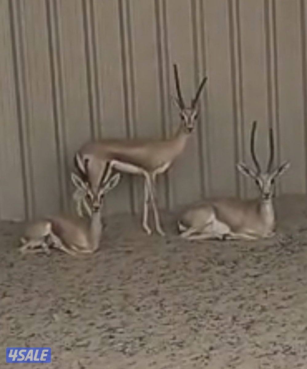 غزلان العفري0