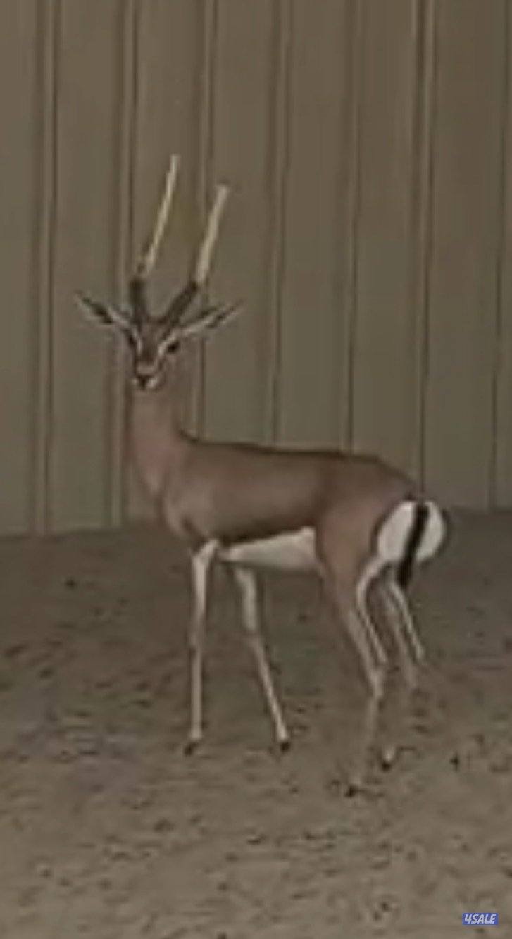 غزال الدلماني ذكر0