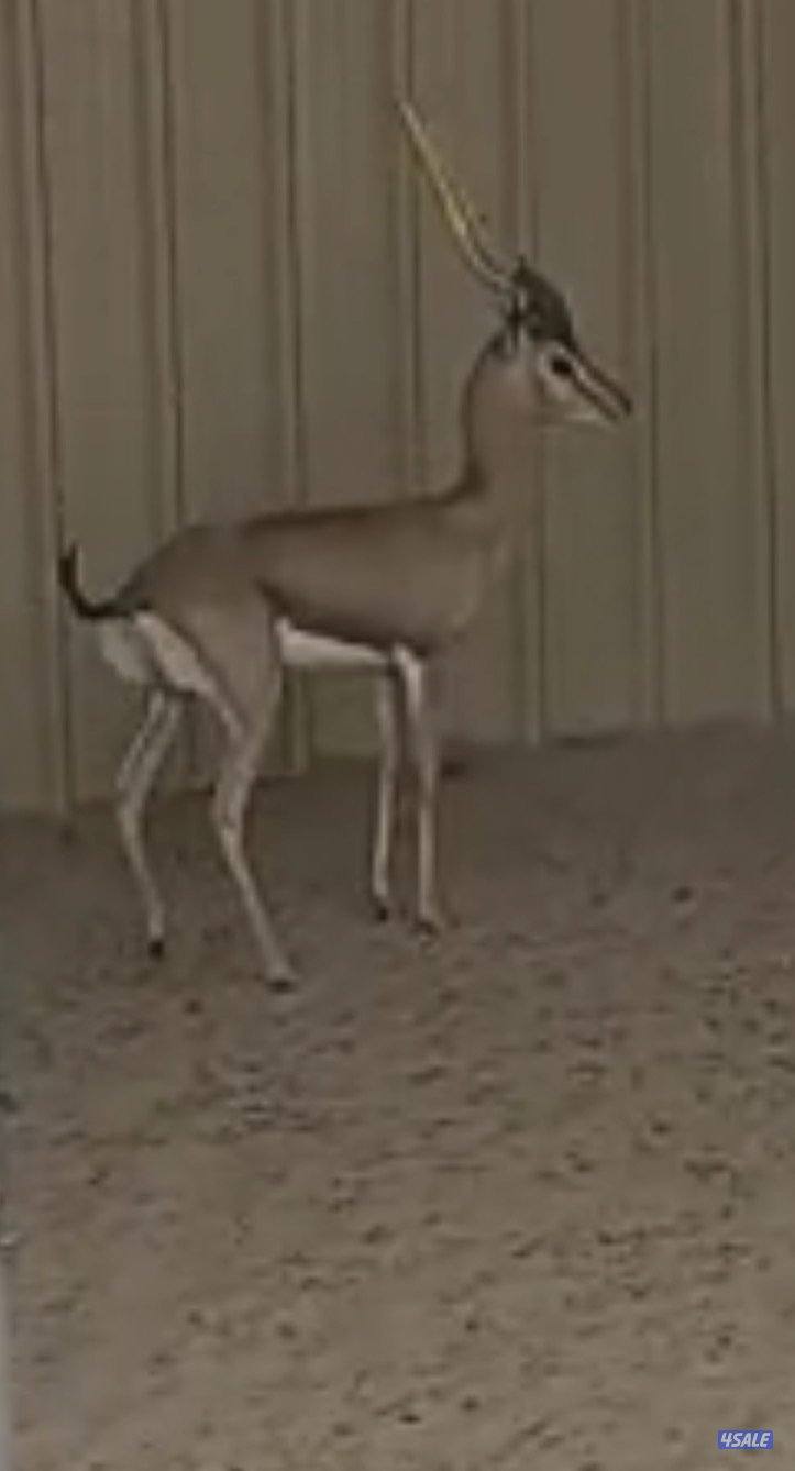 غزال الدلماني ذكر1