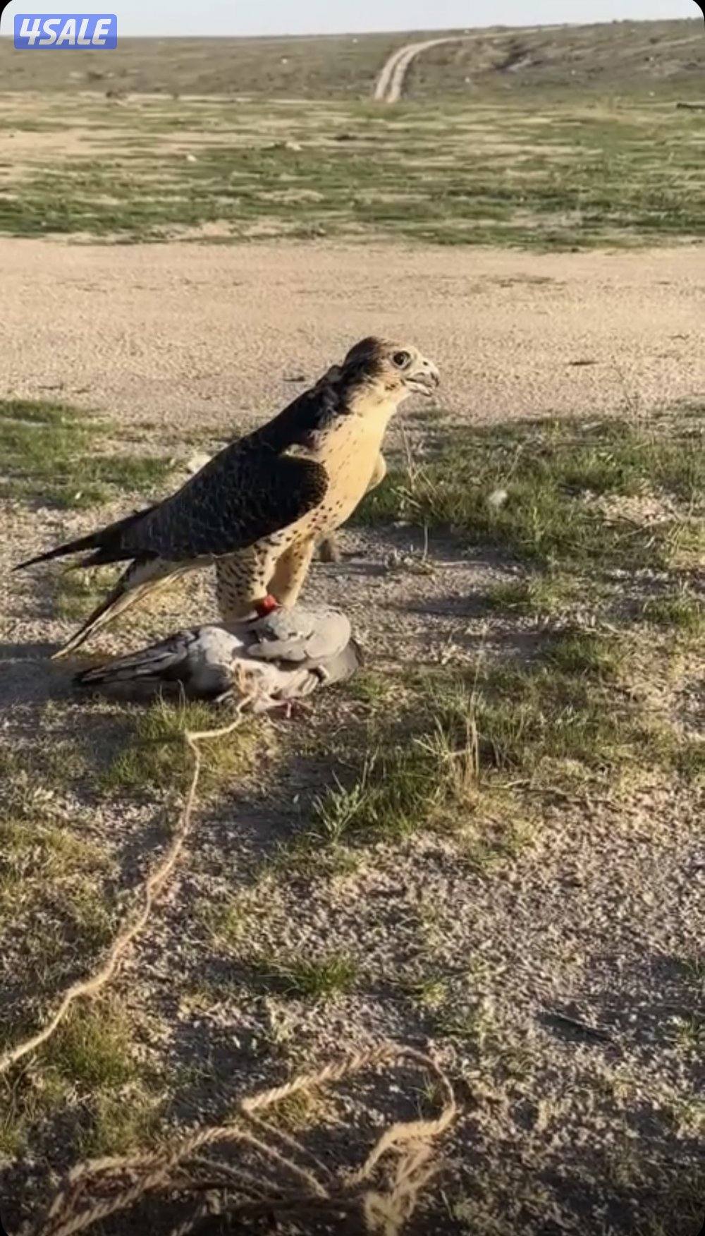 للبيع جير شاهين جرس فالكون بكر0