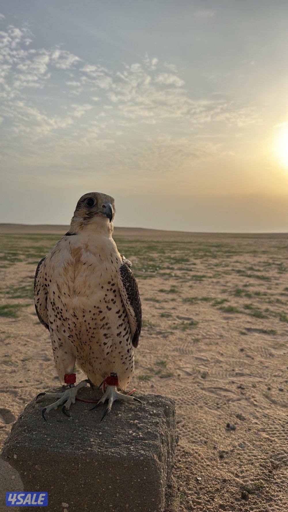 للبيع جير شاهين جرس فالكون بكر1