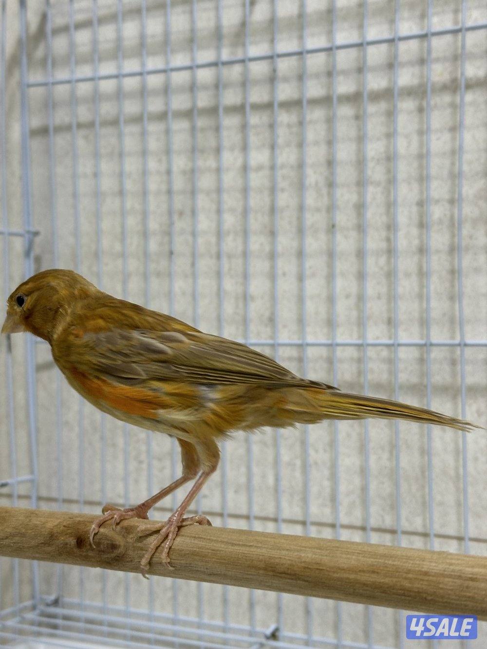 للبيع زوج كناري سوري0