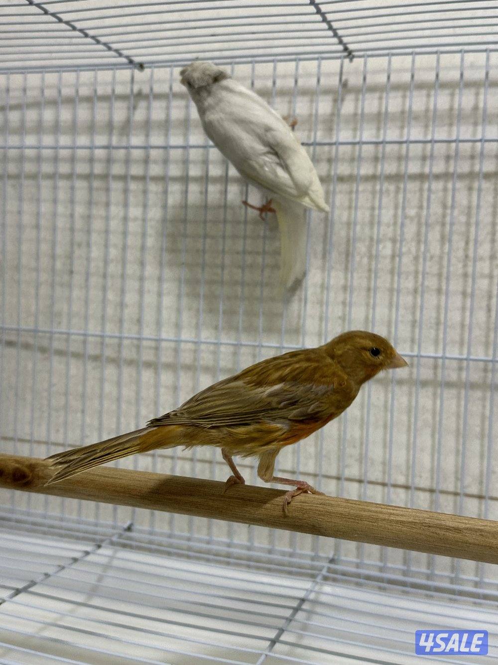 للبيع زوج كناري سوري1