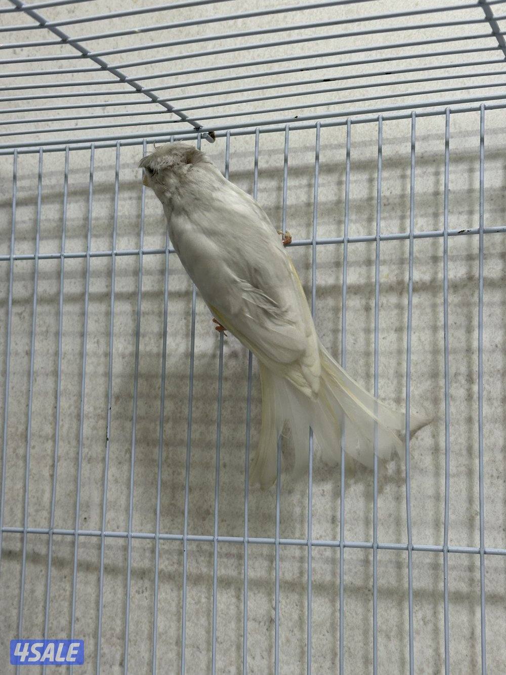 للبيع زوج كناري سوري2