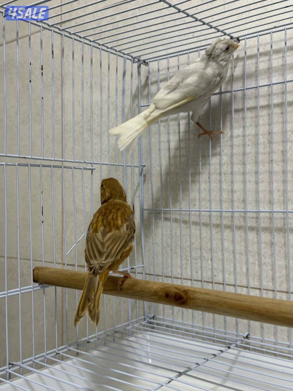 للبيع زوج كناري سوري4