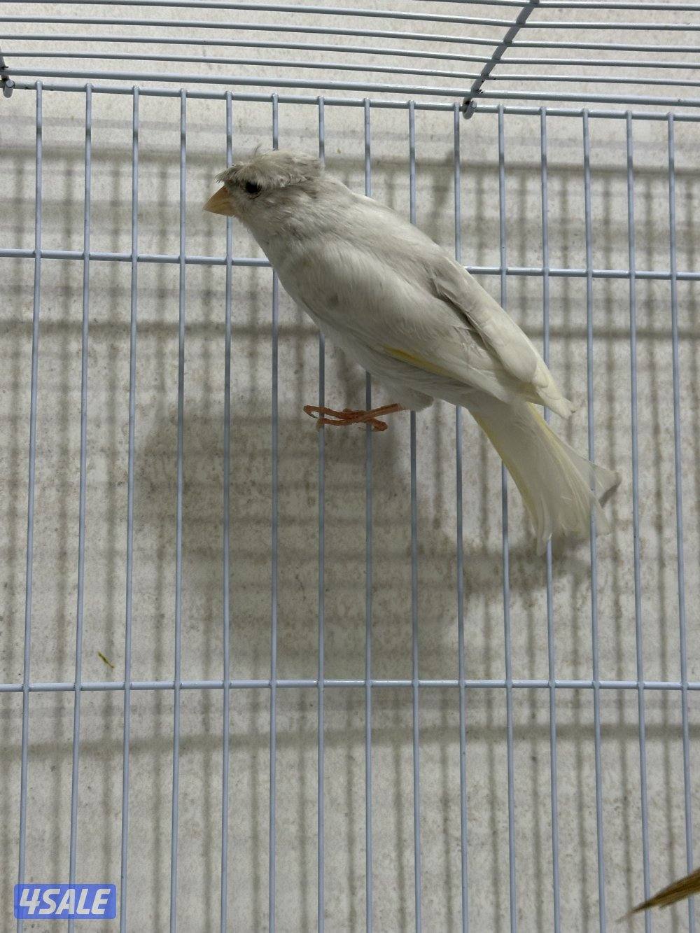 للبيع زوج كناري سوري5