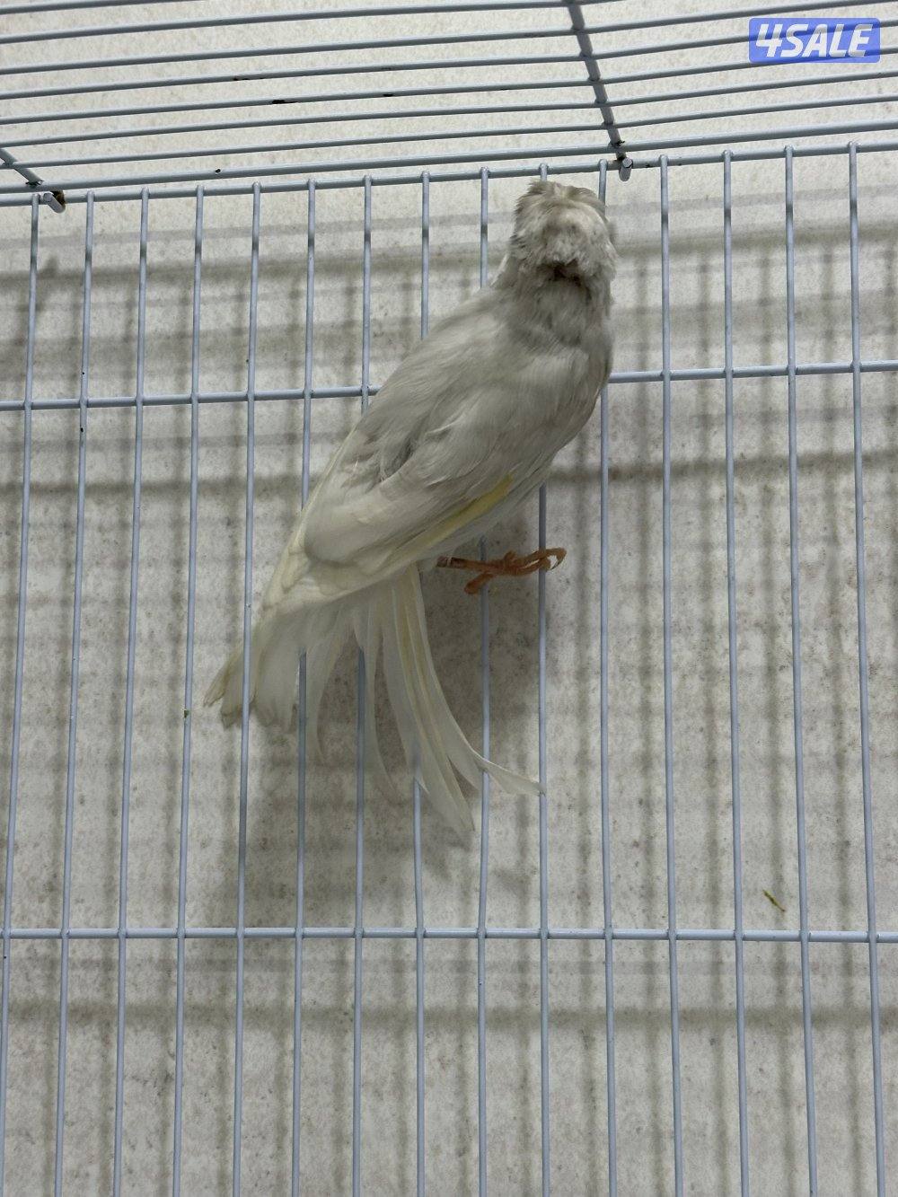 للبيع زوج كناري سوري6