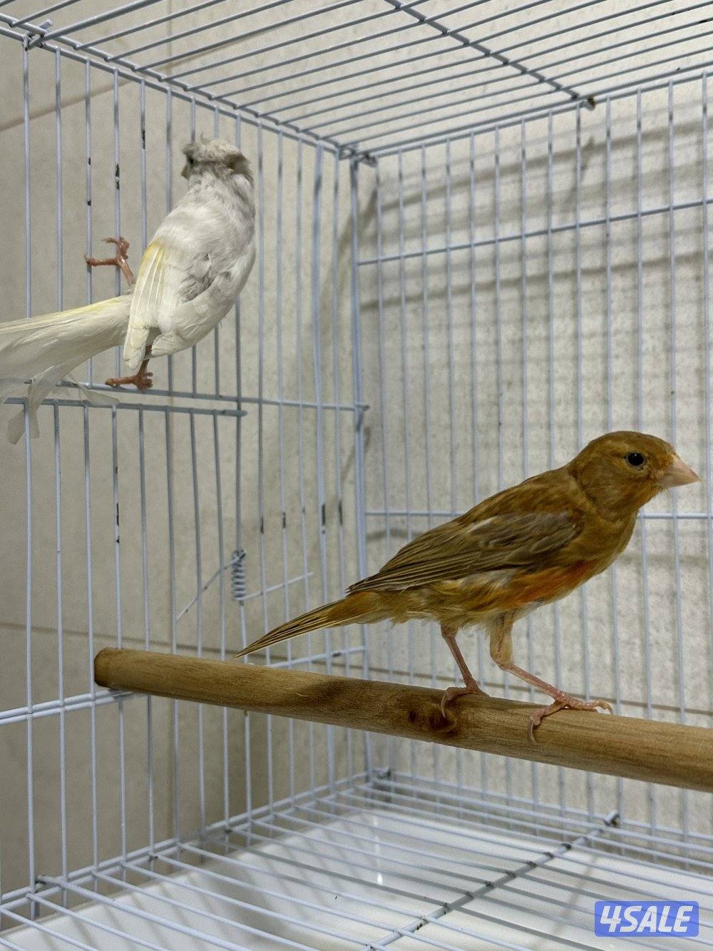 للبيع زوج كناري سوري7