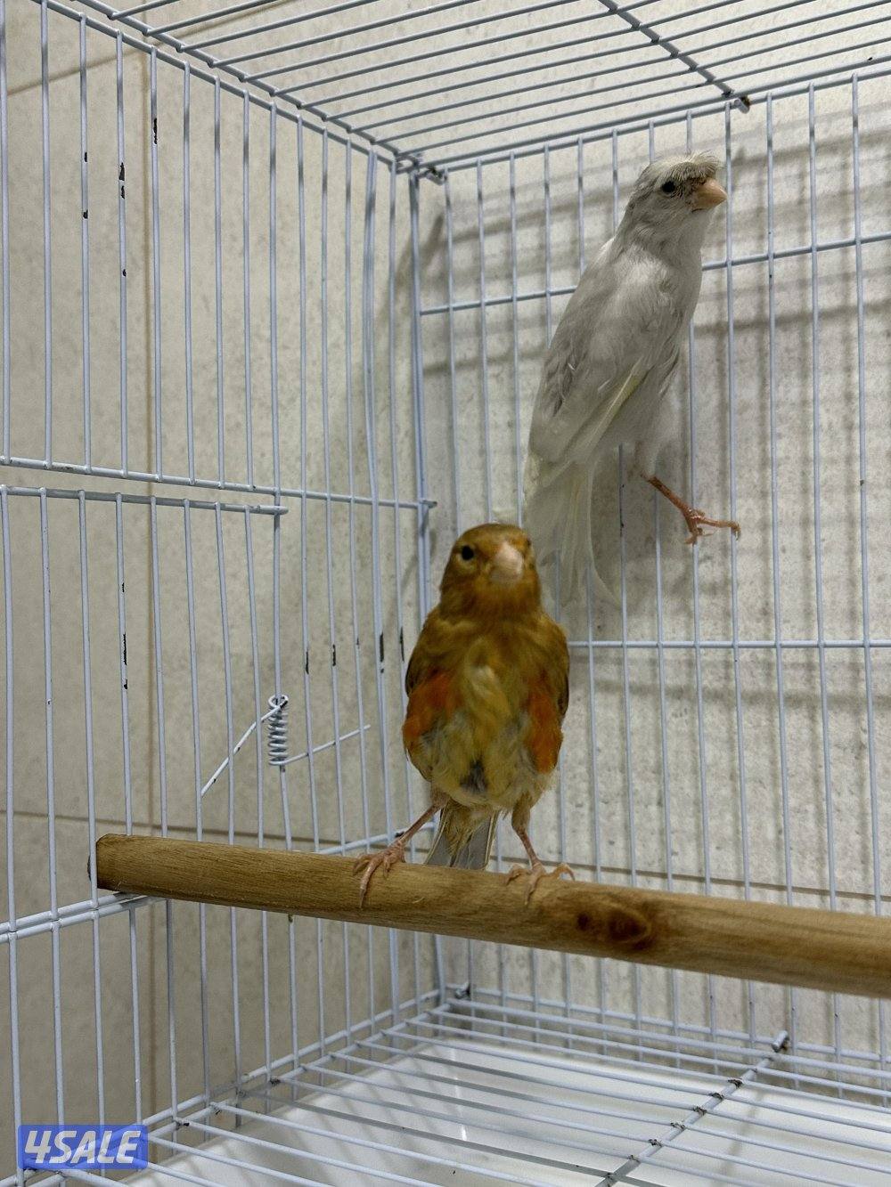 للبيع زوج كناري سوري8